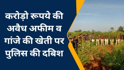खेतों में पुलिस की दबिश: करोड़ों रुपए की अवैध अफीम व गांजे की खेती को पकड़ा