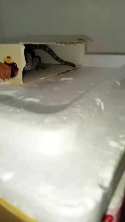 Gecko video