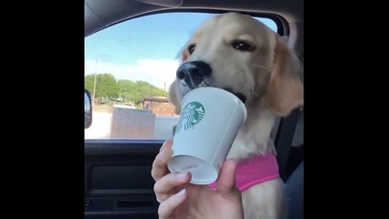 2022's Best Animals: Two Minutes of Funny Videos of Cats and Dogs