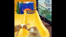 Excellent Animals! Funny Cats and Dogs Videos in 2 Minutes 2022!