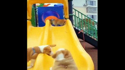 Excellent Animals! Funny Cats and Dogs Videos in 2 Minutes 2022!
