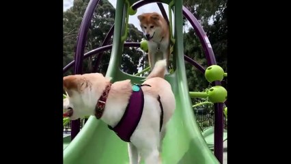 Funny Videos of Cats, Dogs, and Other Animals in 2 Minutes 2022