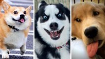 Baby Dogs Cute and Funny Dog Videos Compilation #4 | Haha Animal