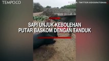 Viral, Sapi Unjuk Kebolehan Memutar-mutar Baskom dengan Tanduknya