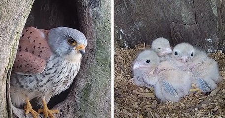Angleterre : un rapace mâle endosse le rôle de la maman qui a quitté le nid pour sauver ses petits
