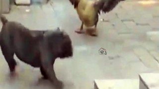 funny animal Attack Caught On Camera shorts