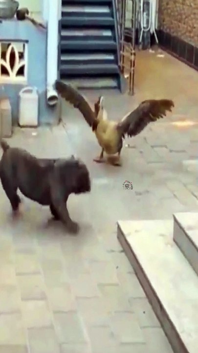 funny animal Attack Caught On Camera shorts