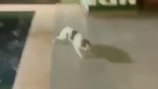 Cute Funny Cats Viral Clips Best funny Cute Cats shorts Video trending animals reels