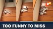 Lazy cat slides down stairs in amusing viral video