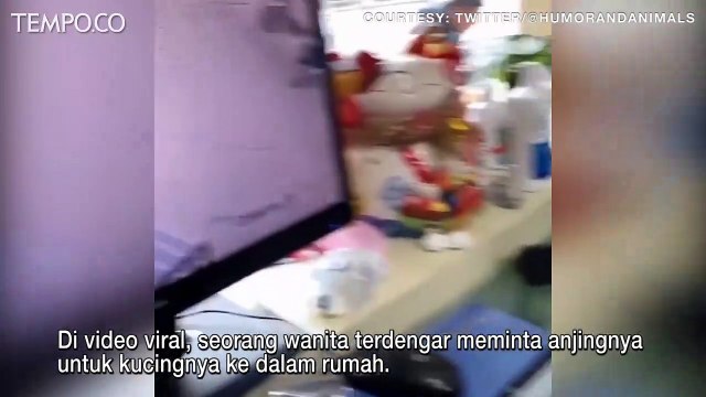 Atas Instruksi Pemilik, Golden Retriever Raih Kucing, Seret Masuk ke dalam Rumah