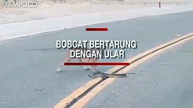 Viral Video Bobcat Bertarung dengan Ular Derik di Tengah Jalan