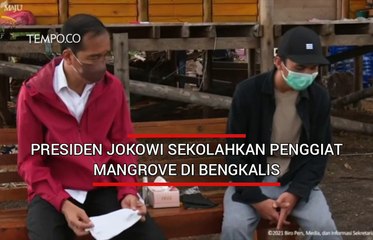 Presiden Jokowi Sekolahkan Penggiat Mangrove di Bengkalis