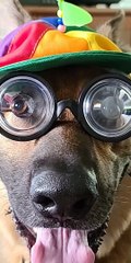 German Shepherd Wears Goofy Hat and Glasses