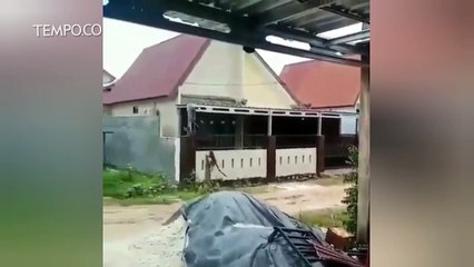 Viral Gerombolan Monyet Serang Permukiman Warga