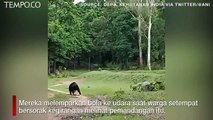 Video Viral, Beruang Liar Terlihat Bermain Sepak Bola di India