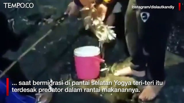 Viral Ikan Teri Berlompatan di Pantai Selatan Yogya, Ini Dugaan Penyebabnya