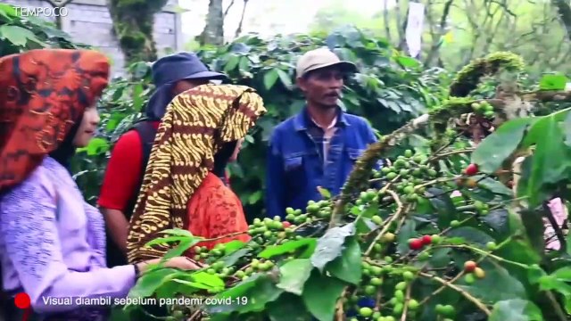 Parfum Beraroma Kopi Aceh Tembus Pasar Dunia
