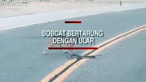 Video Viral Seekor Bobcat Bertarung dengan Ular Derik di Tengah Jalan