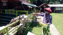 Objek Wisata di Bogor Dibuka, Pengunjung Antusias Masuk Wisata Outbond