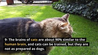 Understand cats better