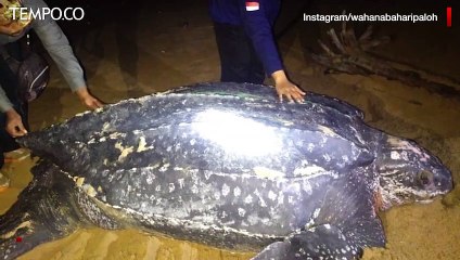 Penyu Belimbing Jenis Terbesar di Dunia, Muncul di Pantai Paloh Kalbar