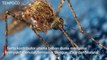 5 Fakta Unik Tentang Nyamuk, Hewan Paling Mematikan di Dunia