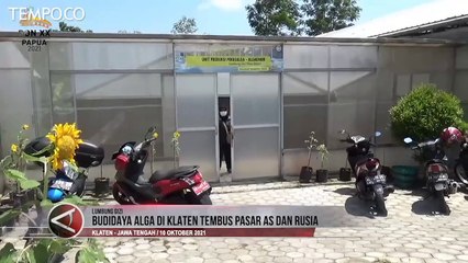 Budidaya Alga di Klaten Tembus Pasar AS dan Rusia