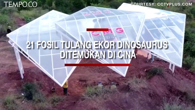 21 Fosil Tulang Ekor Dinosaurus Telah Ditemukan di Cina