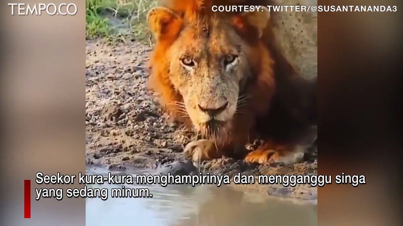 Sedang Minum di Tepi Sungai, Singa Dihampiri Kura-kura yang Menggelitik Kumisnya