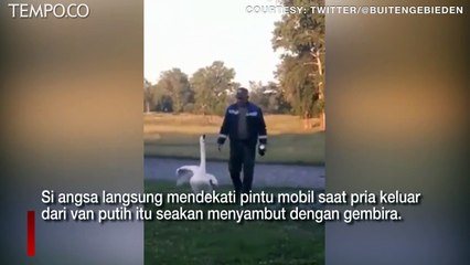 Hubungan Angsa dan Pemiliknya seperti Anak dan Ayah, Sambut saat Tuannya Pulang
