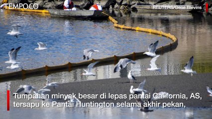 Tumpahan Minyak di California AS Bencana Ekologi, Cemari Pantai dan Satwa