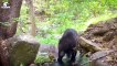 30 Moments Bears Get Injured By Enemies And Other Bear (2)