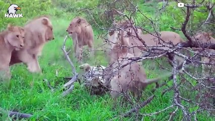 30 Moments When Cheetahs Become Prey (2)