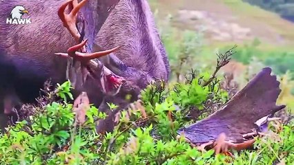 45 Times Injured Big Cats Continuously Live In Pain (2)