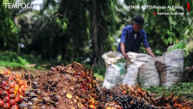 Ketua DPRD Bangka Nyaris Digigit Buaya saat Cuci Tangan di Kebun Sawit