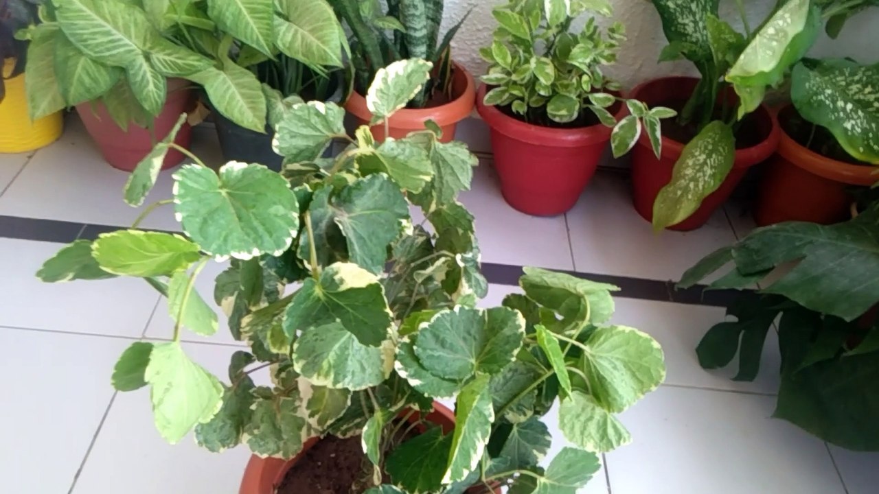 Arelia plant winter care/Arelia plant leaves problem and solution/arelia plant care and tipes._