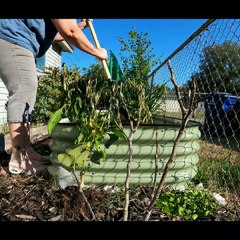Over Wintering Pepper Plants