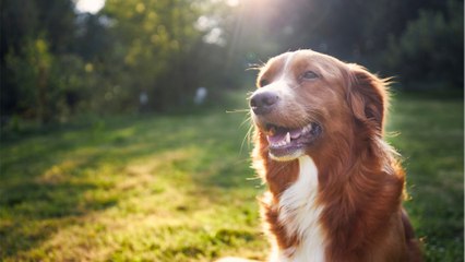 This loving dog was abandoned with a heartbreaking note, you won’t believe what it says
