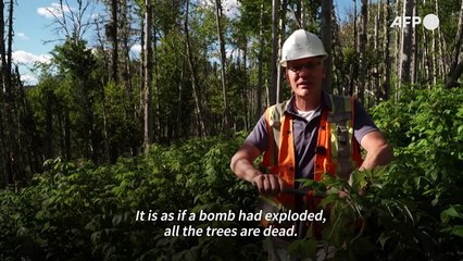 Subarctic boreal forests, vital for the planet, are also at risk