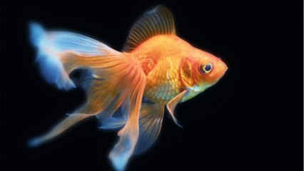 Environnement : quelle est la durée de vie d’un poisson rouge ?