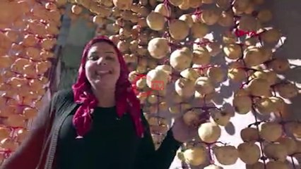 Cennet hurmasını kurutup, satıyor