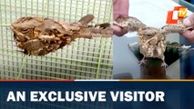 Nightjar bird rescued in Rourkela, know some fun facts about the winged species