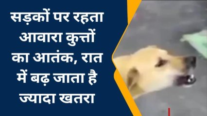 प्रयागराज: सड़कों पर आवारा कुत्तों का आतंक, राह चलना हुआ मुश्किल, देखें लोगों ने क्या कहा