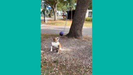 Funny Animal Videos Part 21 Cutest Dog In The World