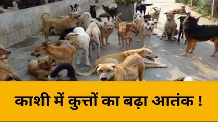 स्पेशल वाराणसी: शहर में बढ़ा कुत्तों का खौफ,नगर निगम के खिलाफ़ लोगो में आक्रोश
