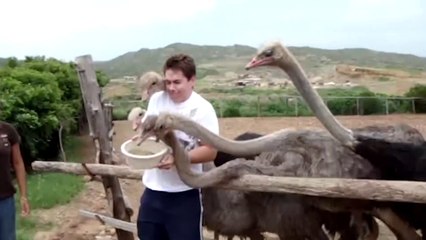ostrich rushing for food | funny animals videos | funny videos