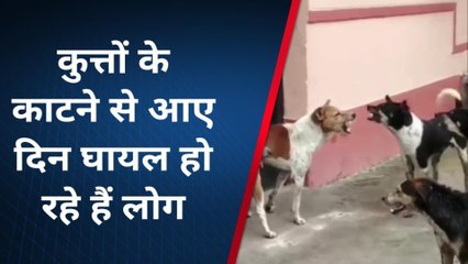 कौशाम्बी : आवारा कुत्तों के आतंक से भयभीत हैं लोग,सरकार से लगाई गुहार