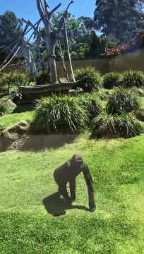 Ce gorille vient s'occuper d'un oiseau blessé... tellement mignon