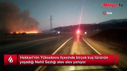 Yüksekova Nehil Sazlığı alev alev yanıyor