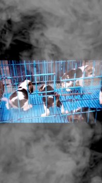 Beagle Puppy From 4 Weeks to 60 WEEKS